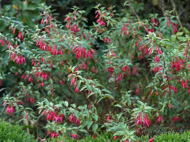 Fuchsia Bermisser Hardy.jpg